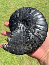 Image 1 of Large Black Ammonite Fossil With Pyrite | Madagascar #2699