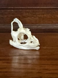 Image 3 of small panther chameleon (MBD)