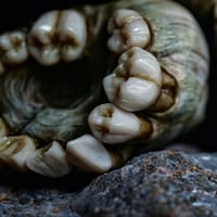Image 4 of Snull sculpture- part snail/part skull, OOAK