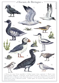 Print Oiseaux