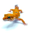 ELECTRIC INFERNO (Proven Breeder)  G- 03
