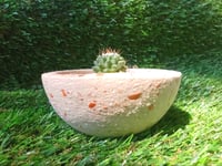 Image 2 of Organic Mammillaria Terrazzo Pond