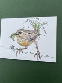 Image 9 of Dreoilín - Study