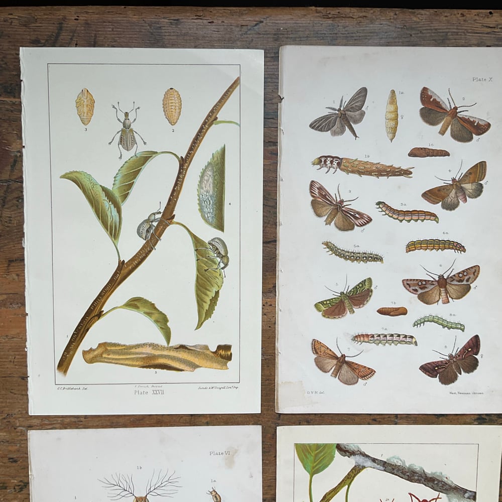 Image of Bug Pictures 