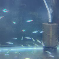 Image 2 of Cardinal Tetra 