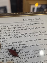 Image 3 of Spiney orbweiver taxidermy spider with real preserved spider web 1800s Bible