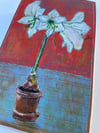 Amaryllis 