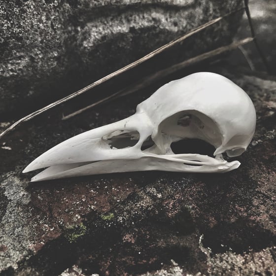 Image of Crow Skull