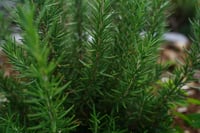 Image 1 of Rosemary