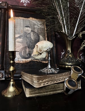 Image of Vervet Monkey Skull