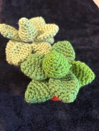 Image 2 of Echeveria
