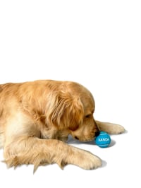 Image 3 of Personalized Tennis Ball Toy - Blue