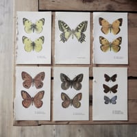 Image 1 of Planches De Papillons (Lot De 3)