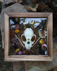 Image 3 of Raccoon Flora Curiosity Box