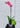 Phalaenopsis Orchid “Blush”