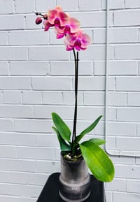 Image 1 of Phalaenopsis Orchid “Blush”