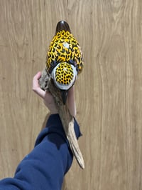 Image 3 of Golden Plover