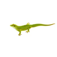Giant Day Gecko 