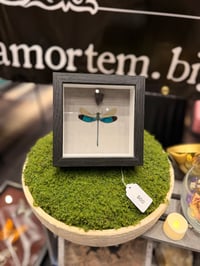 Image 2 of Metalwing Dragonfly 
