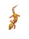 (Super Giant) Tangerine (Tremper) (2)