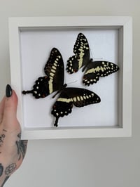 Image 3 of Central Emperor Swallowtail & Citrus Swallowtail