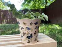 Image 3 of Vining Peperomia in Butterfly Pot