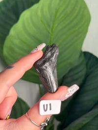 Image 21 of SMALL MEGALODON TEETH -SOUTH CAROLINA- CHOOSE YOUR OWN LOT 1