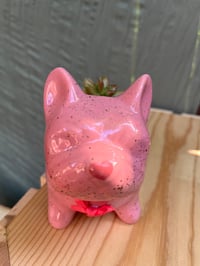 Image 3 of Coppertone Stonecrop in Pink French Bulldog