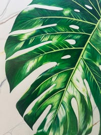 Image 3 of Monstera