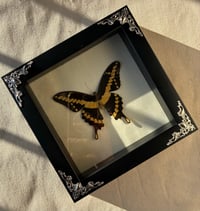 Image 1 of White Velvet Yellow Butterfly Frame