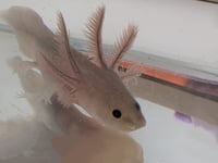 Image 1 of Copper Melanoid Juvenile Axolotl