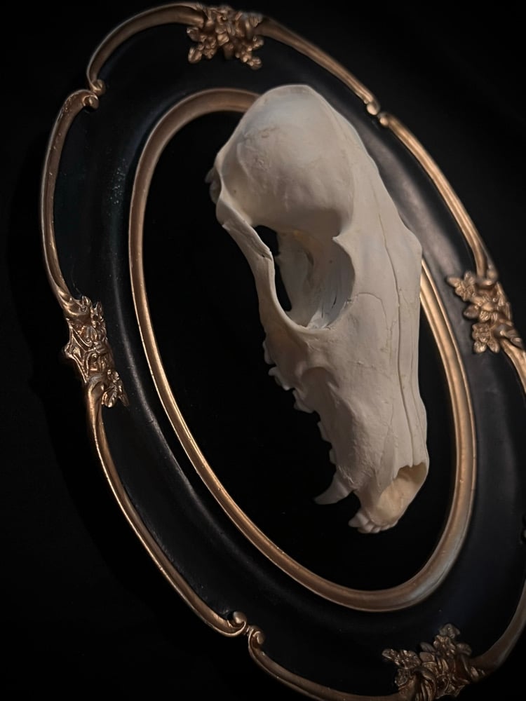 Image of Fox Skull 
