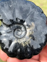 Image 2 of Black Ammonite Fossil With Pyrite #2634