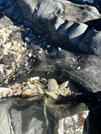 Image 3 of Stone & Silver