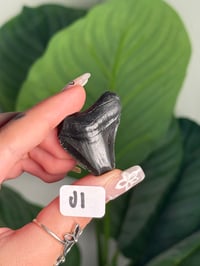 Image 10 of SMALL MEGALODON TEETH -SOUTH CAROLINA- CHOOSE YOUR OWN LOT 1