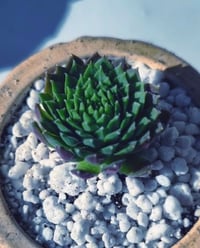 Image 3 of LadyHorse - Sempervivum (με παχύφυτο)