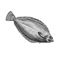 Dover Sole black-and-white 8" X 8"