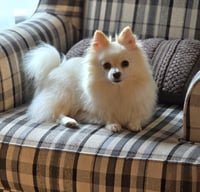 Image 1 of Mochi Shampoo