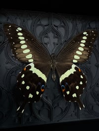 Image 3 of 5. Papilio Lormieri | Gothic tracery