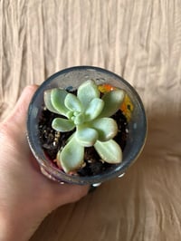 Image 3 of Ghost Plant in Plastic Coral Reef Cup