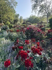 Witchy Hollow Custom 💜