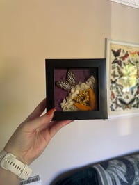 Image 1 of Common Mapwing Frame