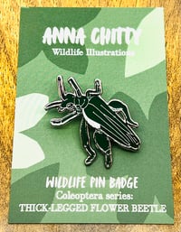 Image 1 of Thick-legged Flower Beetle - Anna Chitty Wildlife Designs