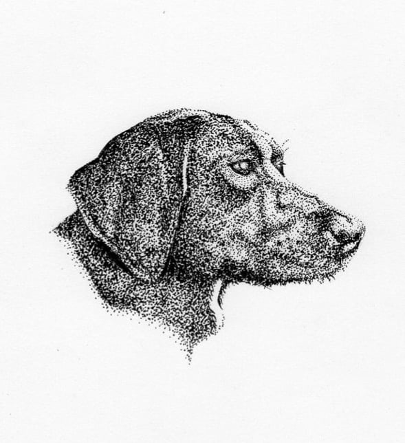Pet Portraits