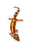 Bold Stripe High Contrast Tangerine (Tremper) H- 31