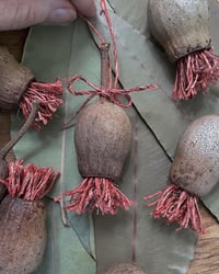 Image 1 of Gum nut decorations 