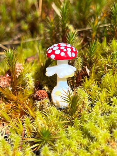 Image of Mini Amanita Mushroom Plant Spike