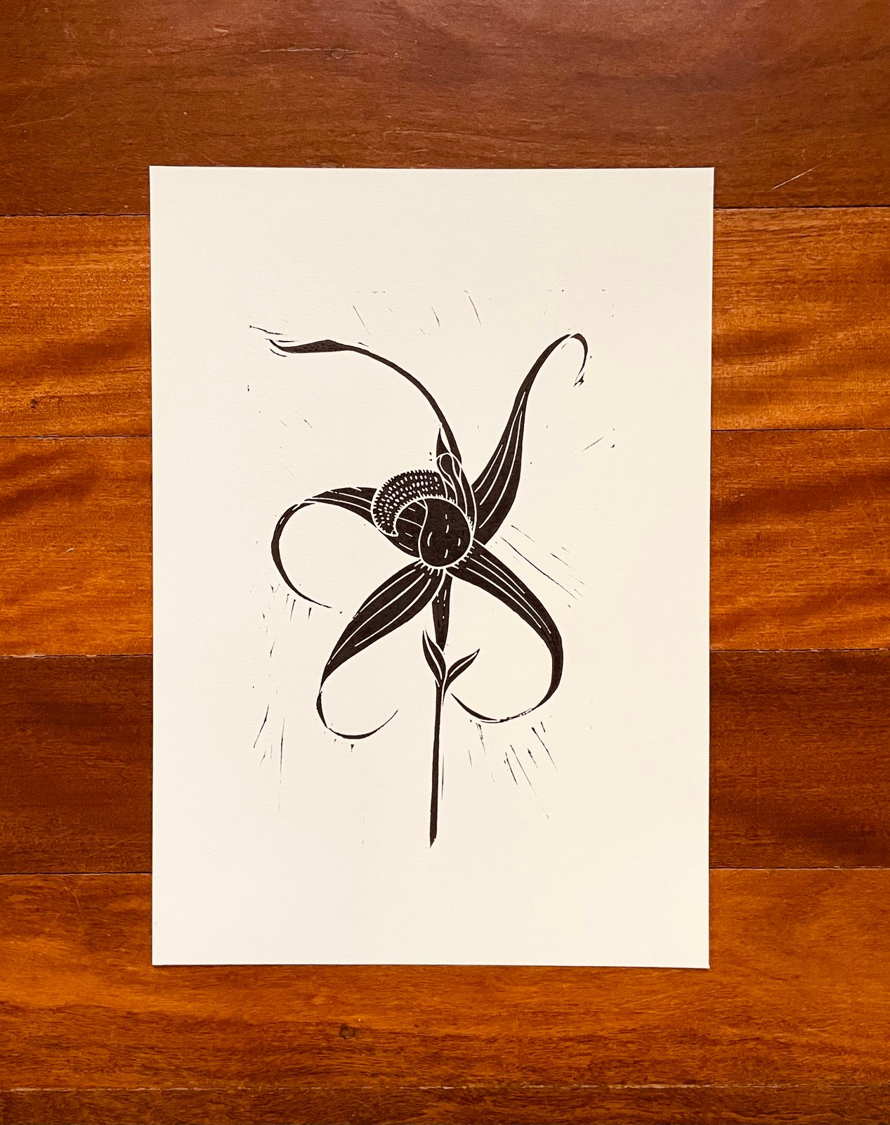 Dwarf Spider Orchid (Limited Edition) | Riley Prints