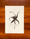 Dwarf Spider Orchid (Limited Edition)