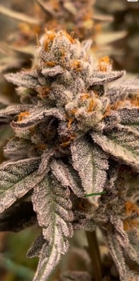 Image 1 of Oreoz Créme S1  (Oreoz x (Sunset Sherb x ChemD))